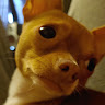 Piney_Skunk3952