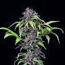 Funky_Edible3944